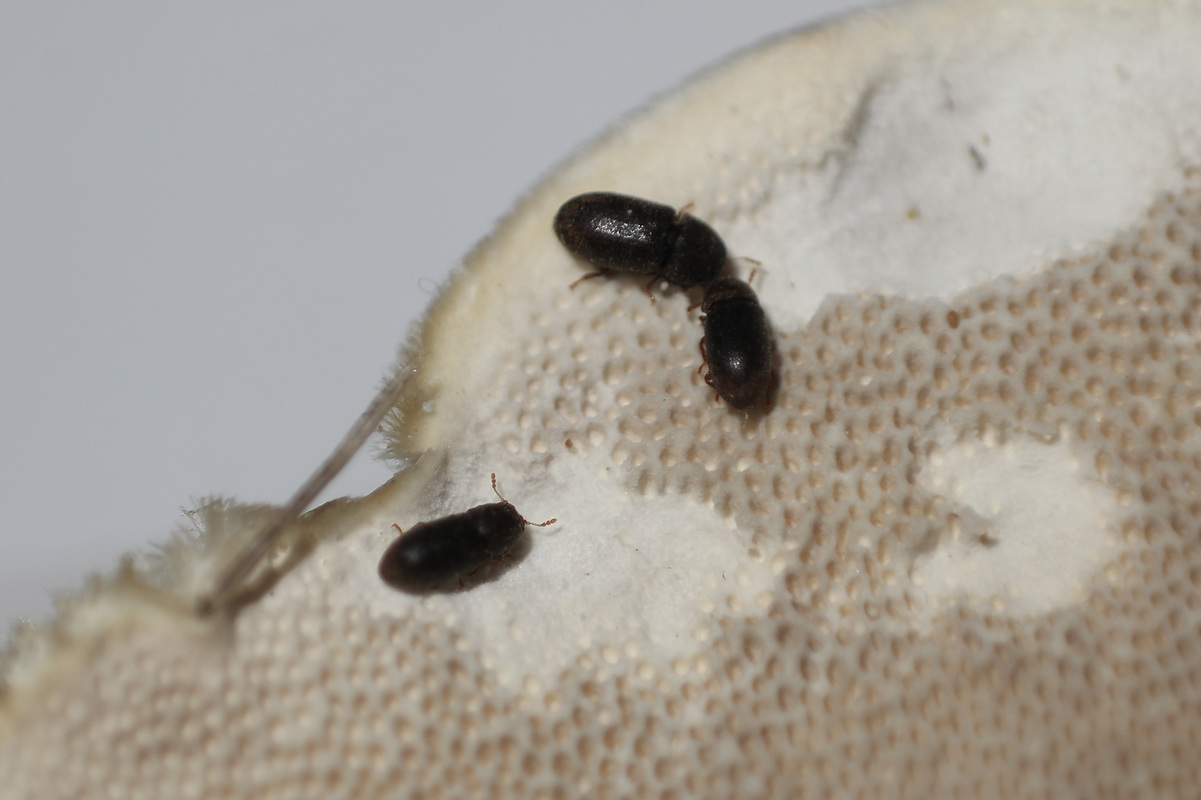 Ciidae - taplószúfélék