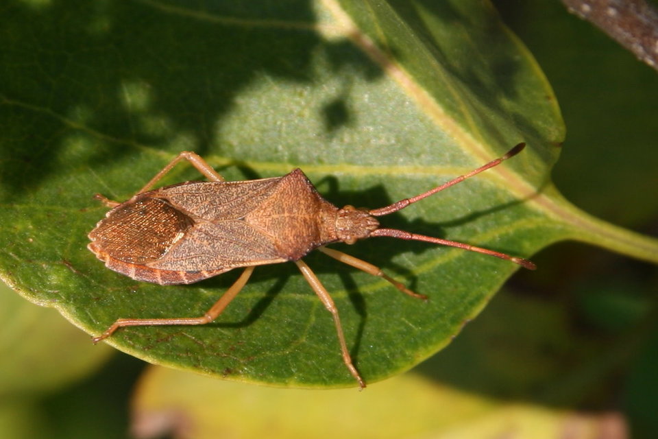 Gonocerus acuteangulatus - aranypetés karimáspoloska
