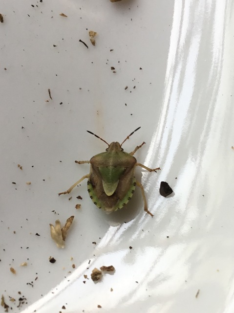 Antheminia lunulata - fakó gyümölcspoloska Antheminia lunulata - fakó gyümölcspoloska