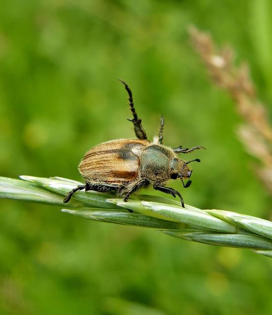 Chaetopteroplia segetum - rozsszipoly