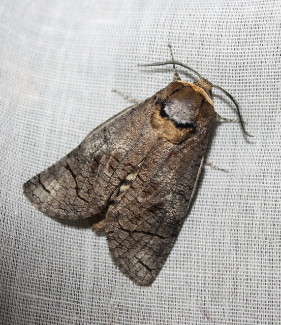 Cossus cossus - fűzfarontólepke