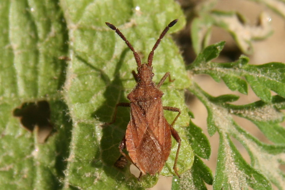 Coriomeris