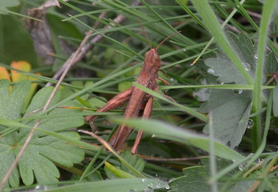 Chorthippus (Glyptobothrus) (subgenus)