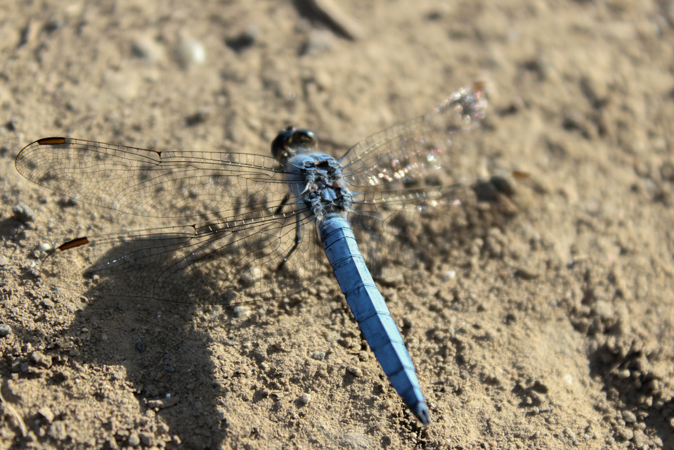 Orthetrum brunneum - pataki pásztorszitakötő