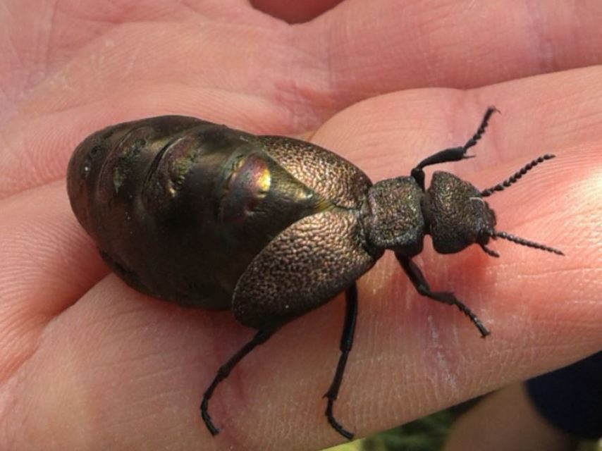 Meloe variegatus - pompás nünüke