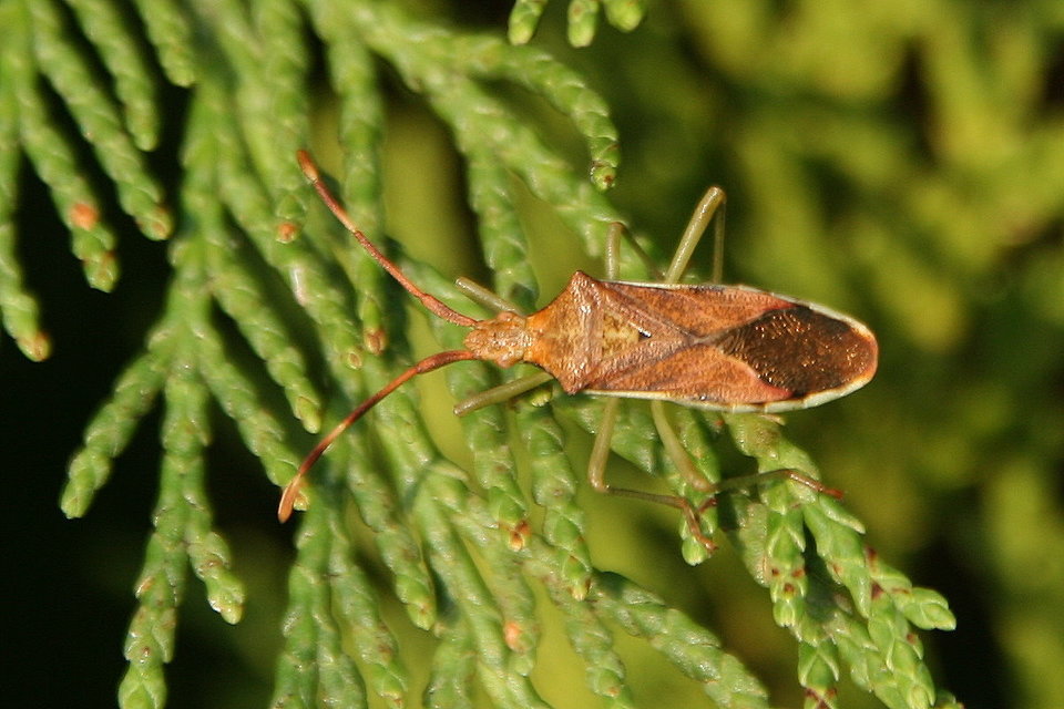 Gonocerus juniperi - boróka-karimáspoloska