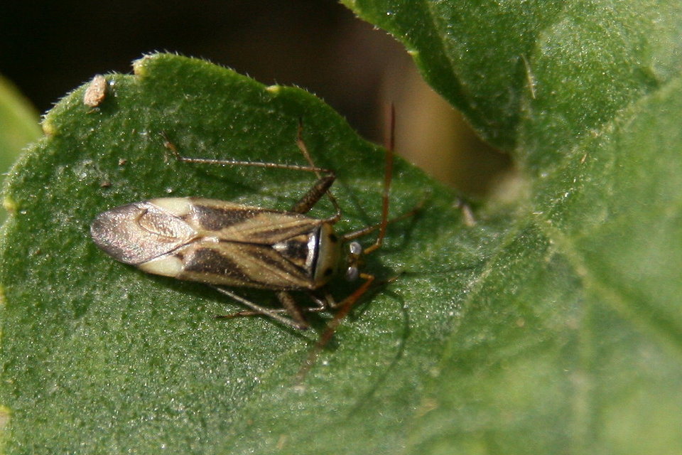 Adelphocoris lineolatus - lucernapoloska