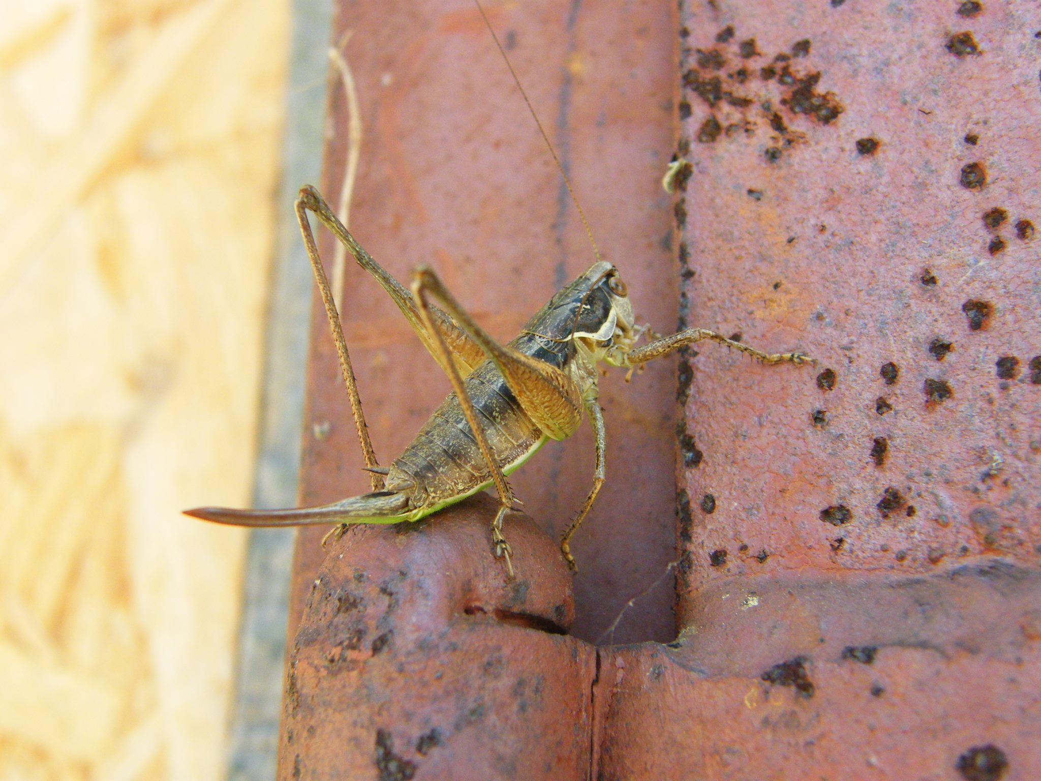 Pachytrachis gracilis - karcsú szöcske