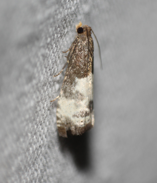 Notocelia cynosbatella - rózsahajtás-tükrösmoly