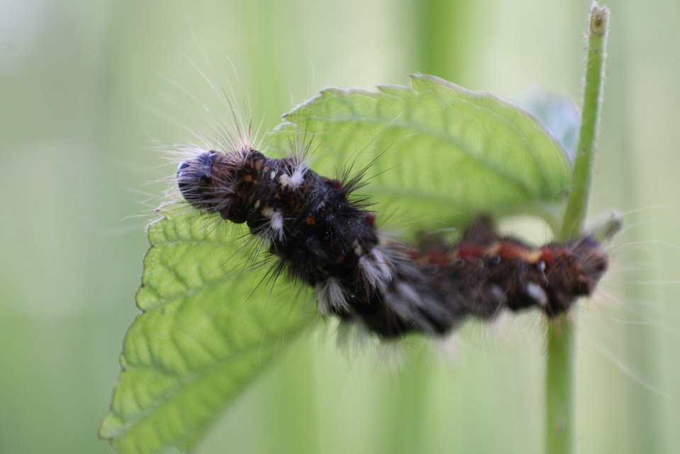 Acronicta rumicis - sóska-szigonyosbagoly Acronicta rumicis - sóska-szigonyosbagoly