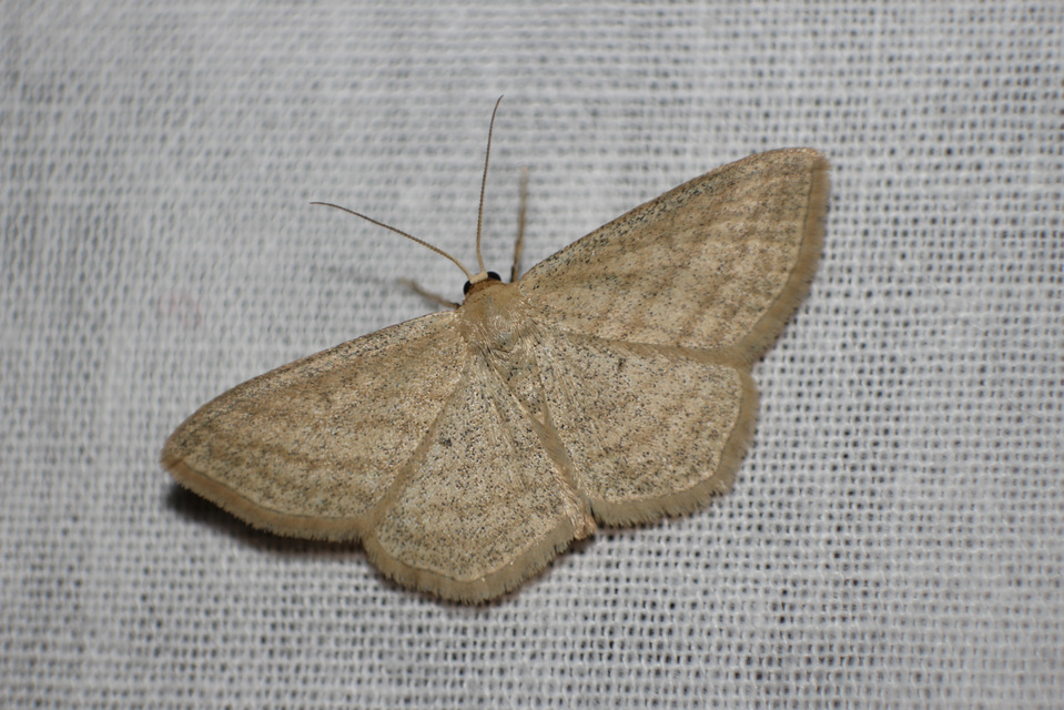 Scopula virgulata - vesszős sávosaraszoló