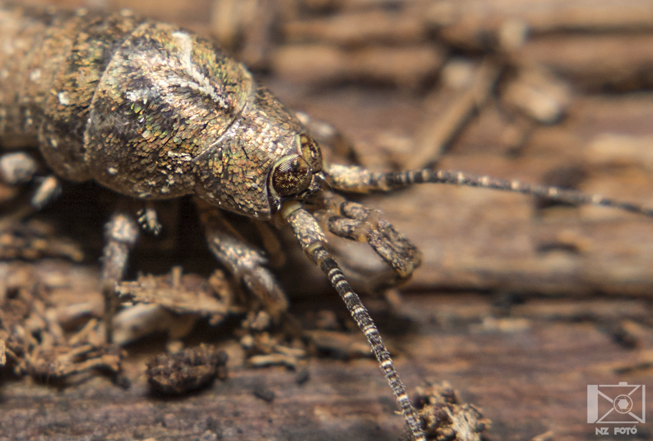 Archaeognatha - Ugróősrovarok