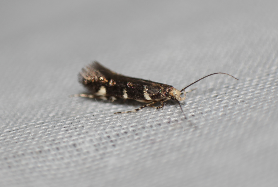 Eteobalea