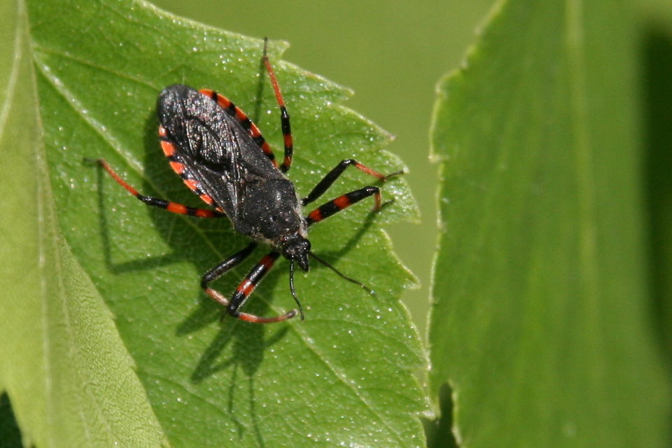 Rhynocoris annulatus - gyűrűslábú gyilkospoloska