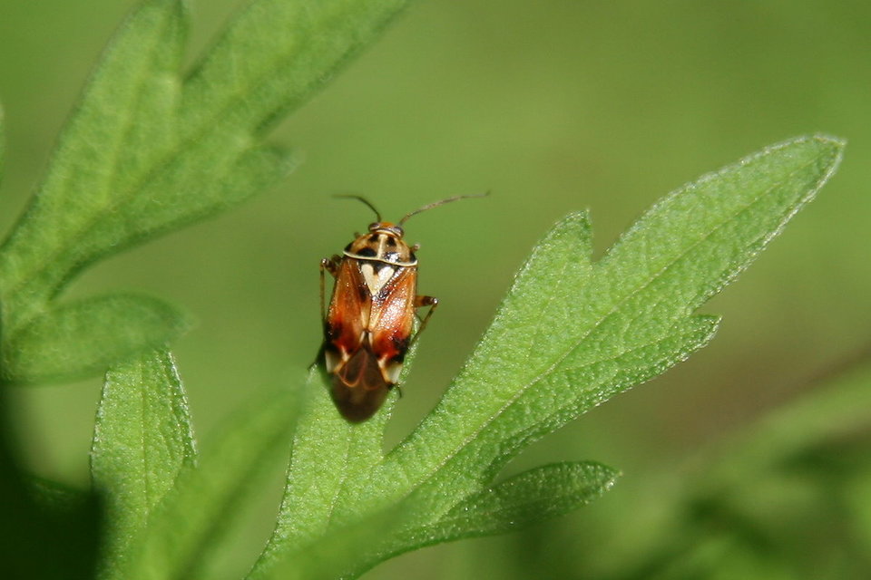 Lygus pratensis - változó mezeipoloska