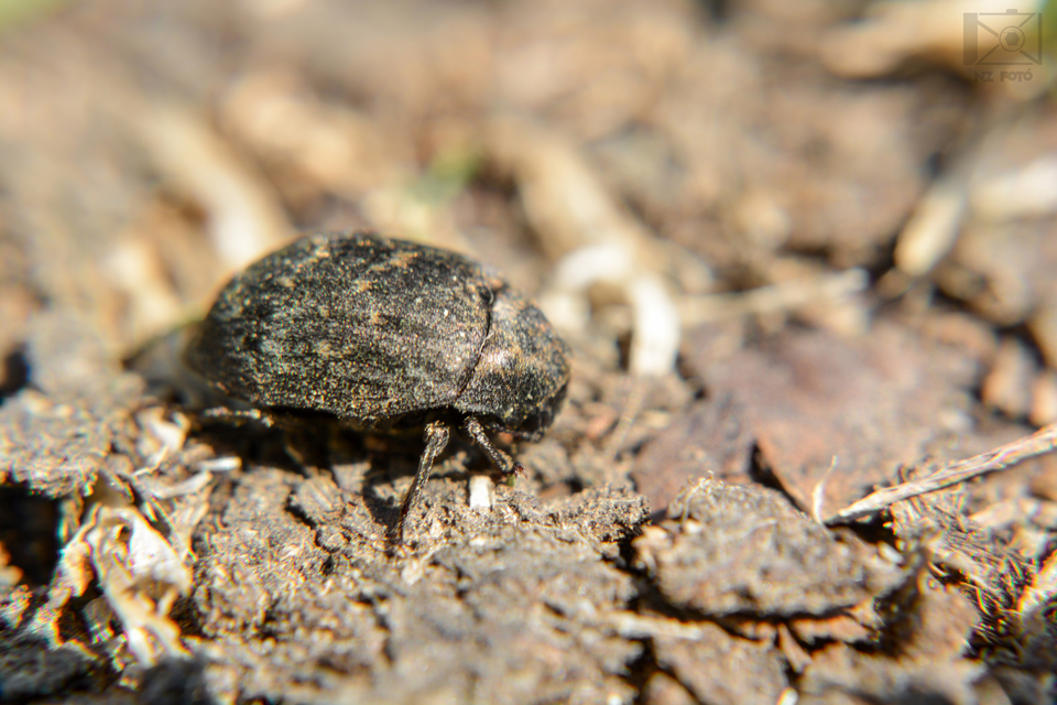 Byrrhus pilula - közönséges labdacsbogár