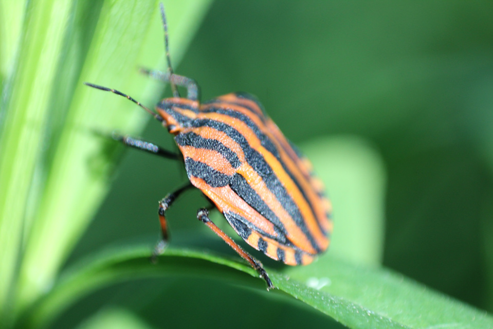 Graphosoma italicum - csíkos pajzsospoloska
