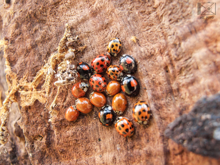 Harmonia axyridis - harlekinkatica