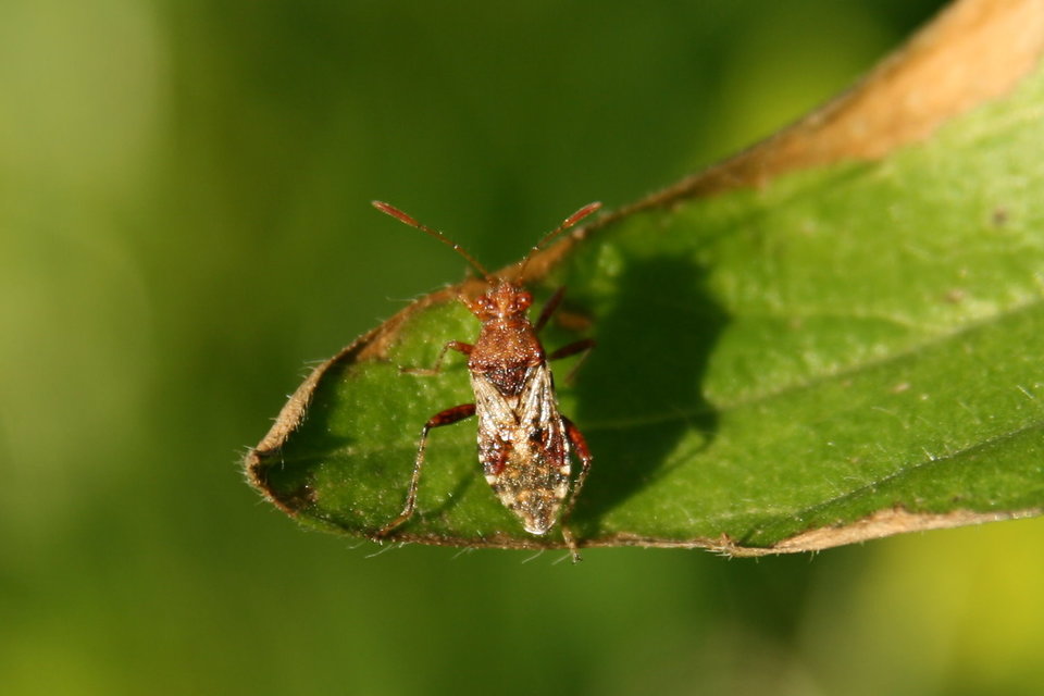 Rhopalidae - üvegpoloskák