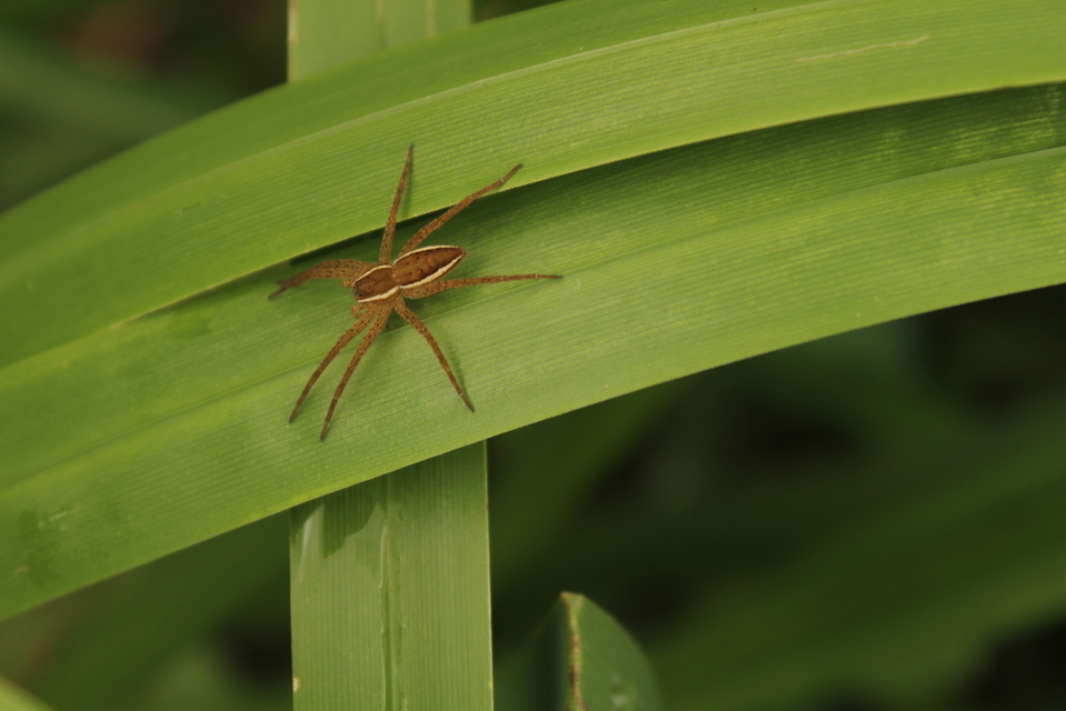 Dolomedes fimbriatus - szegélyes vidrapók
