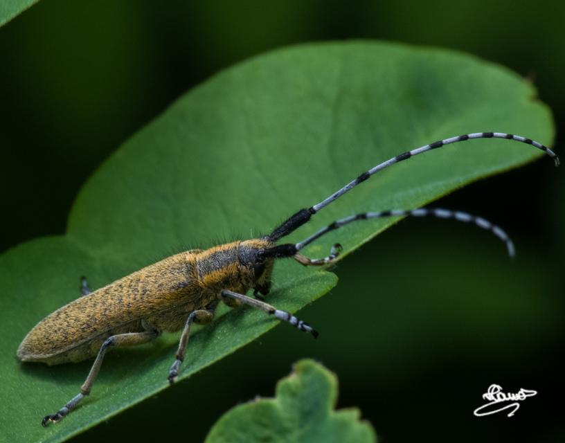 Agapanthia villosoviridescens - fehérgyűrűs bogáncscincér
