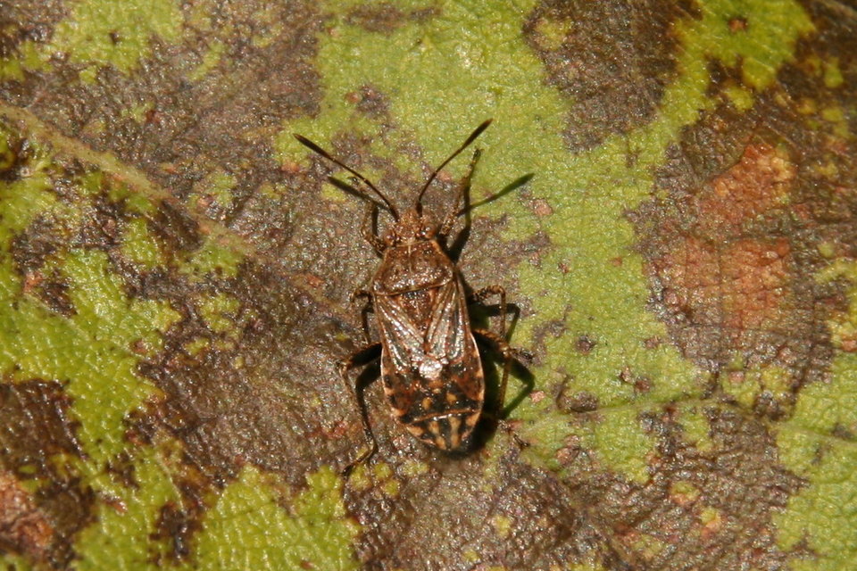 Rhopalidae - üvegpoloskák