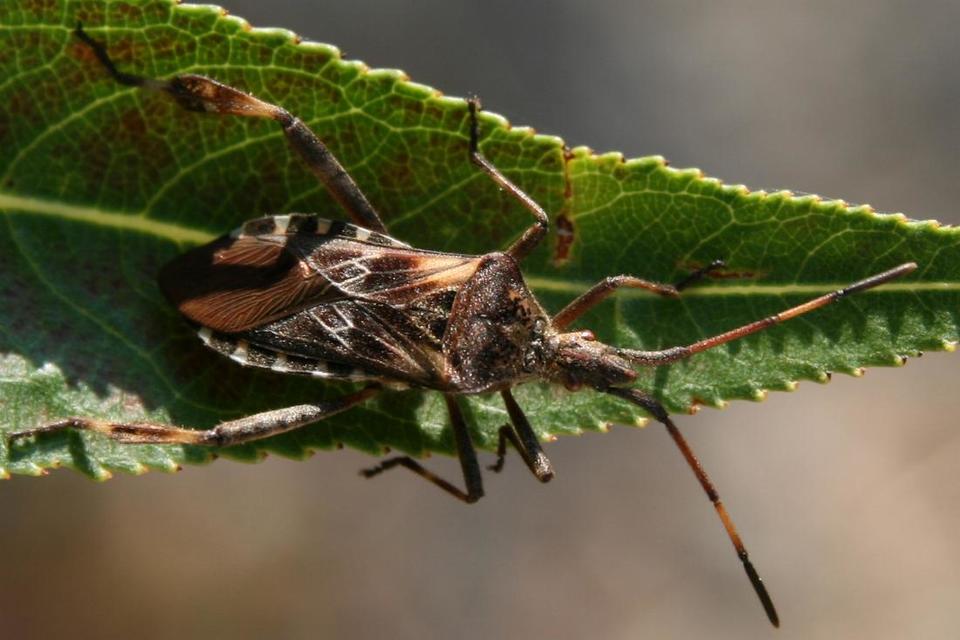 Leptoglossus occidentalis - nyugati levéllábú poloska