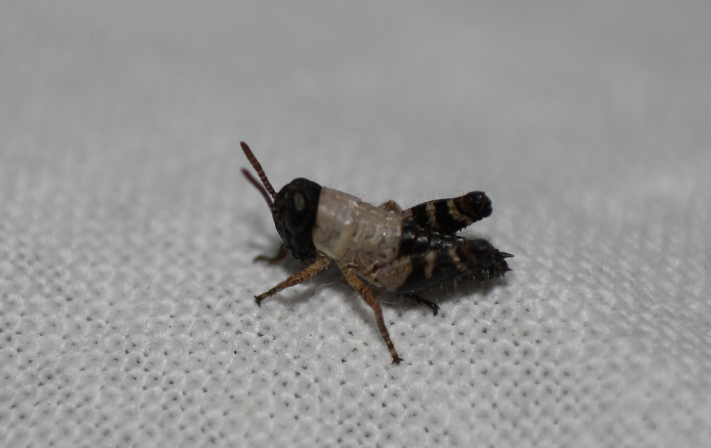 Calliptamus italicus - olaszsáska