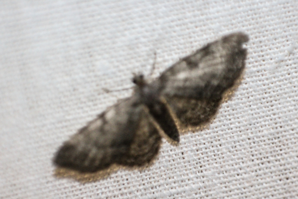 Eupithecia