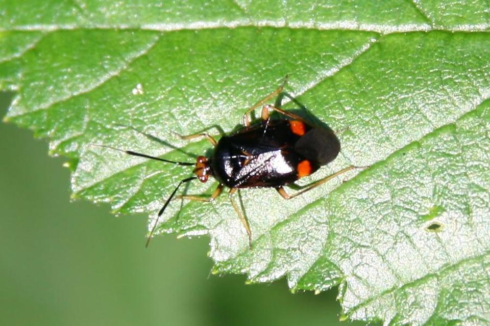 Deraeocoris ruber - vöröses mezeipoloska