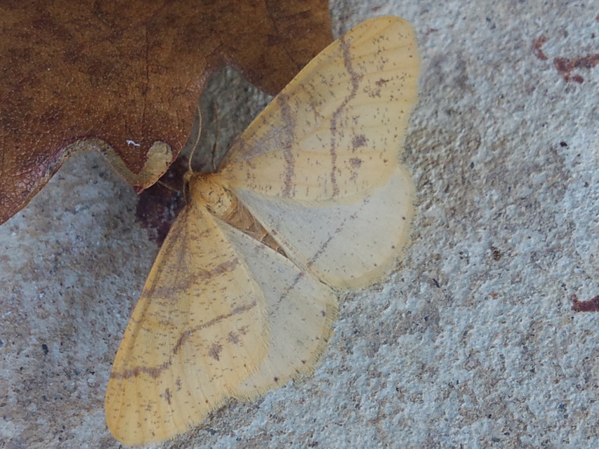Agriopis aurantiaria - aranysárga téliaraszoló