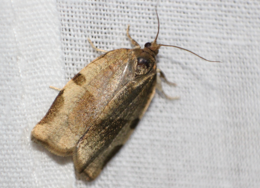 Choristoneura hebenstreitella - mogyoró-sodrómoly