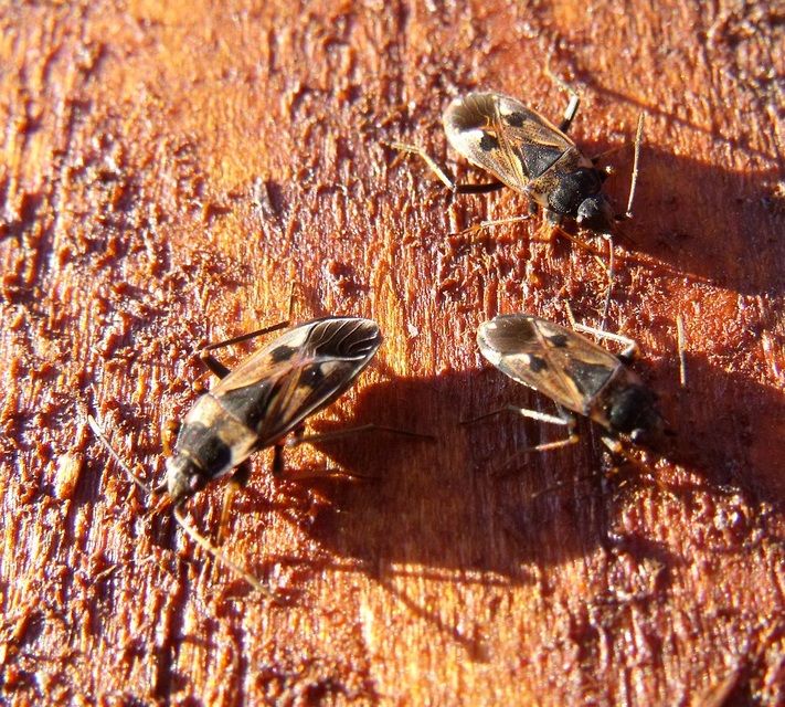 Rhyparochromus vulgaris - közönséges díszesbodobács