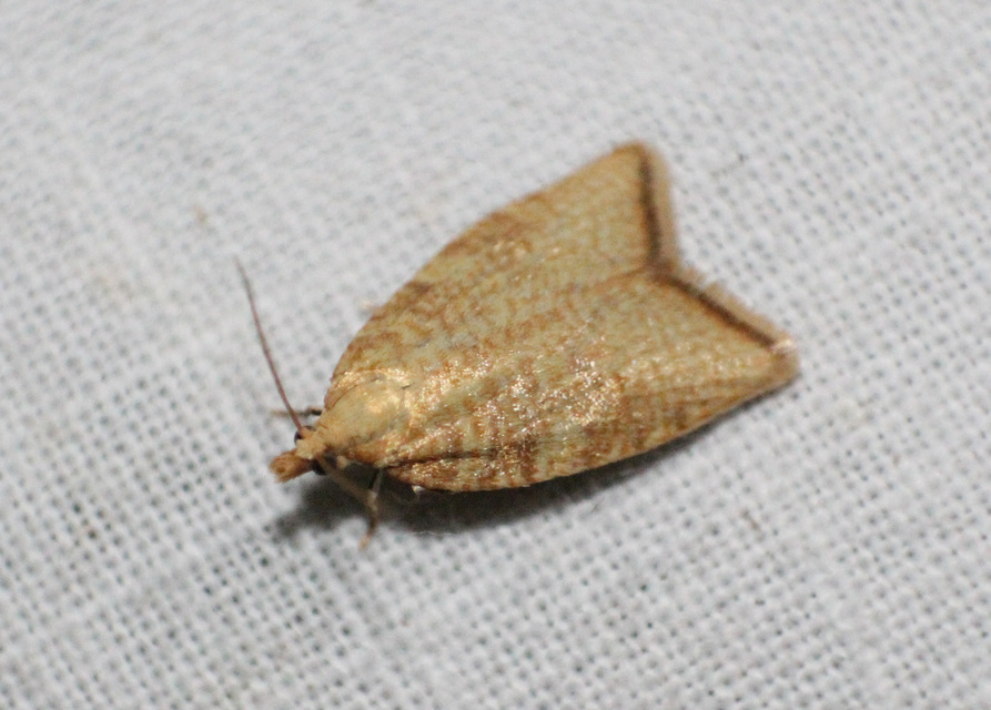 Aleimma loeflingiana - tölgylevél-sodrómoly Aleimma loeflingiana - tölgylevél-sodrómoly