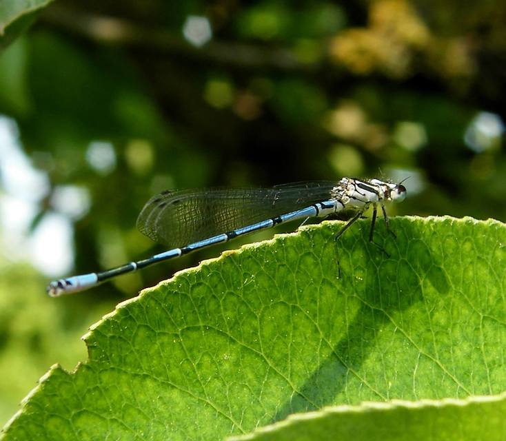 Coenagrion puella - azúrkék légivadász
