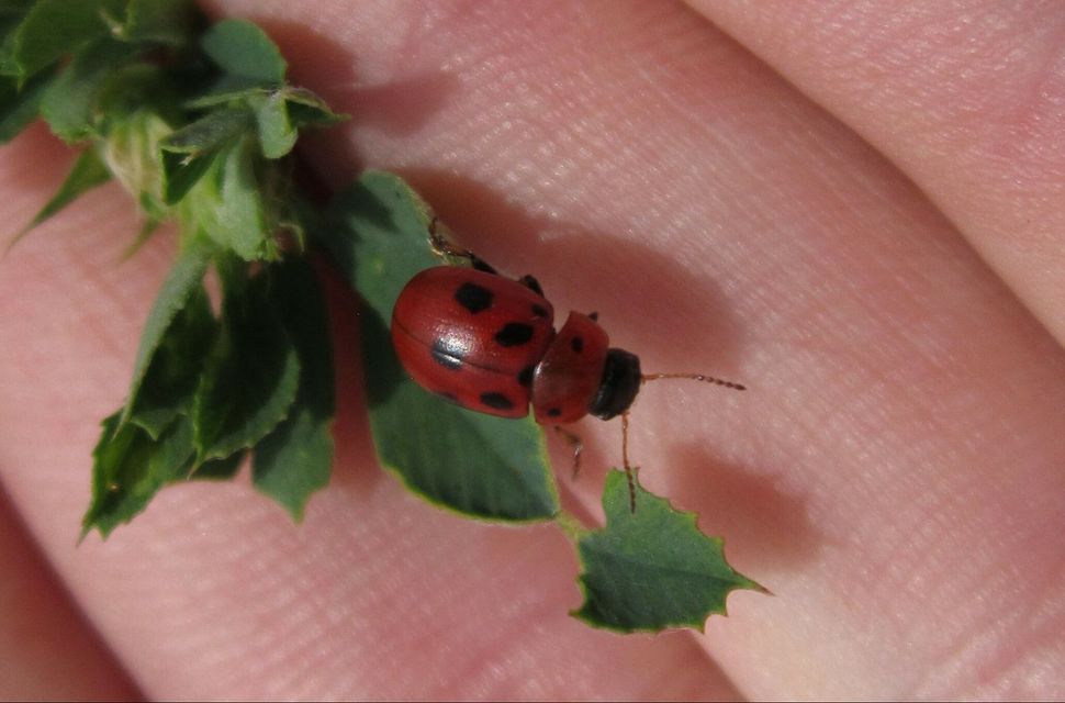 Gonioctena fornicata - közönséges lucernabogár