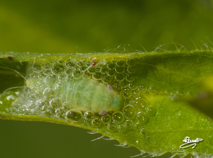 Cercopidae - tajtékos kabócák