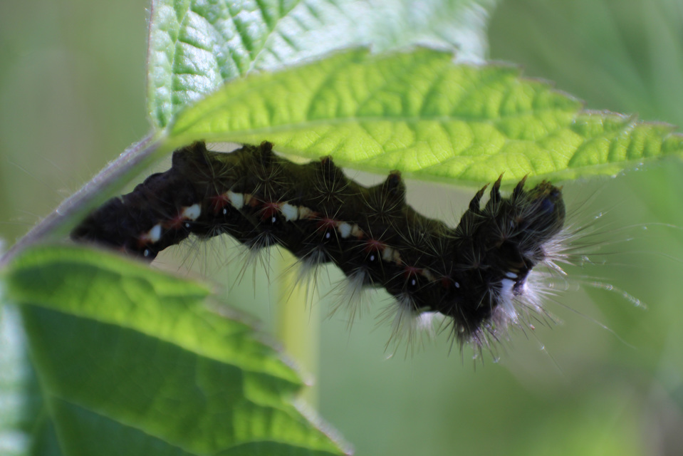 Acronicta rumicis - sóska-szigonyosbagoly Acronicta rumicis - sóska-szigonyosbagoly
