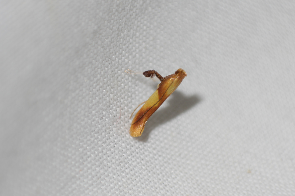 Caloptilia robustella - kerekfoltú keskenymoly