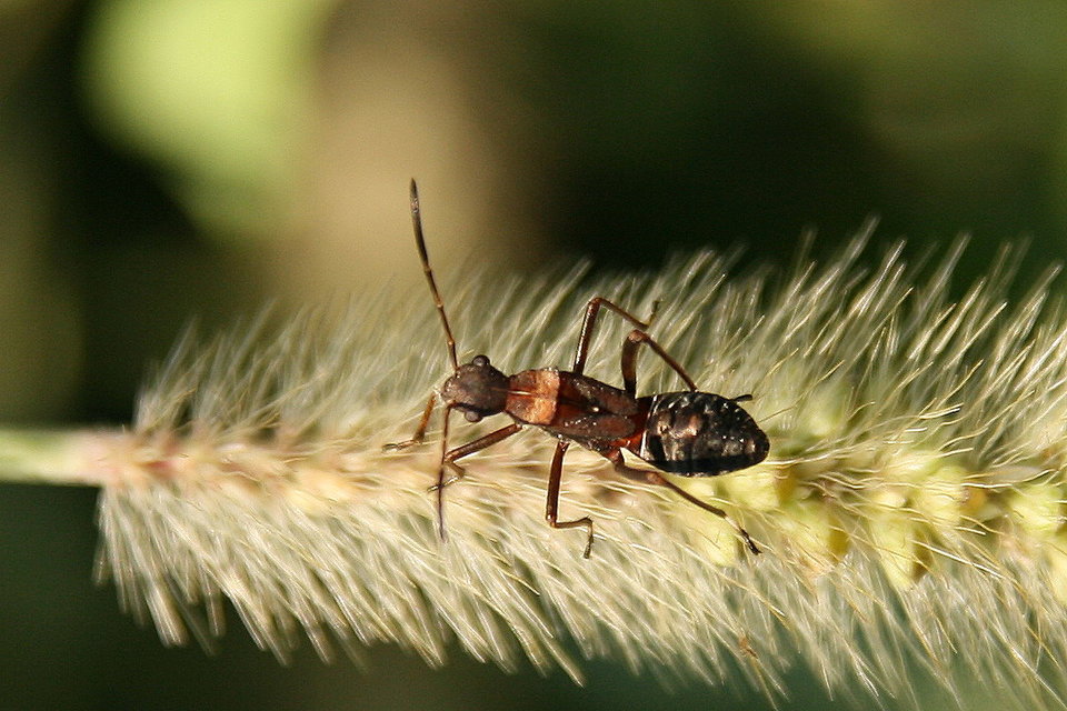 Alydus calcaratus - szőrös tövispoloska