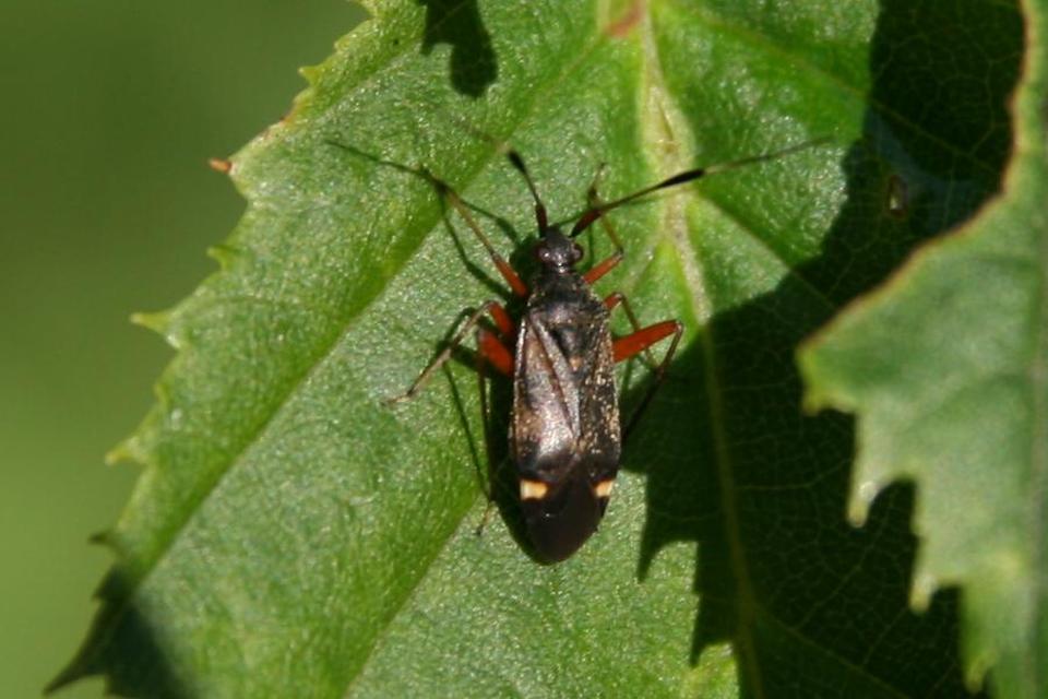 Psallus Psallus