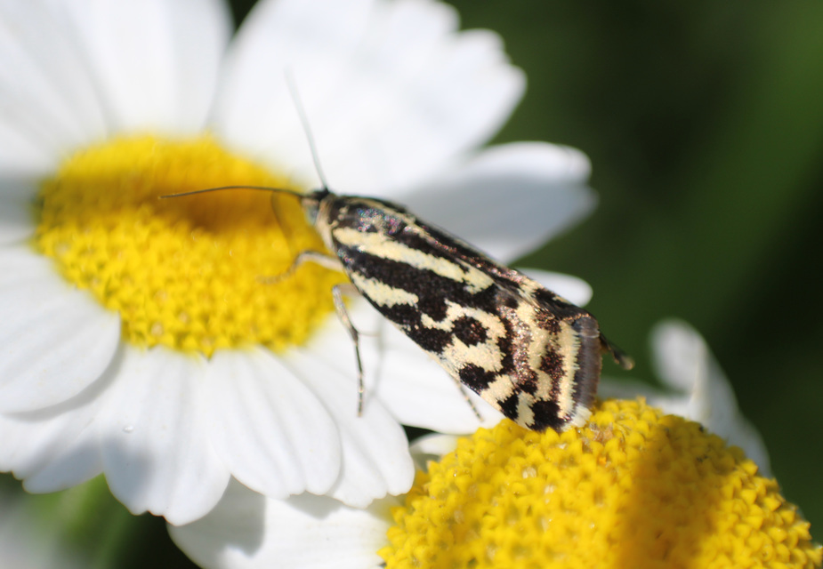 Emmelia trabealis - zebrabagoly