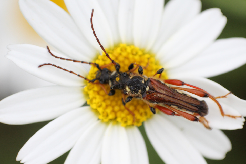 Stenopterus rufus - tarkacsápú keskenyfedőscincér