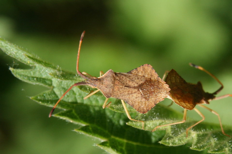 Syromastus rhombeus - vitorlás karimáspoloska