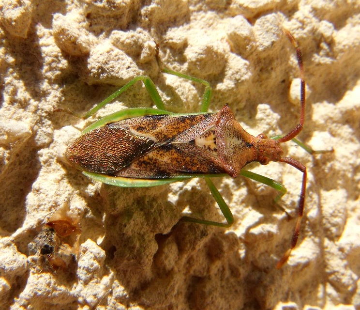 Gonocerus juniperi - boróka-karimáspoloska
