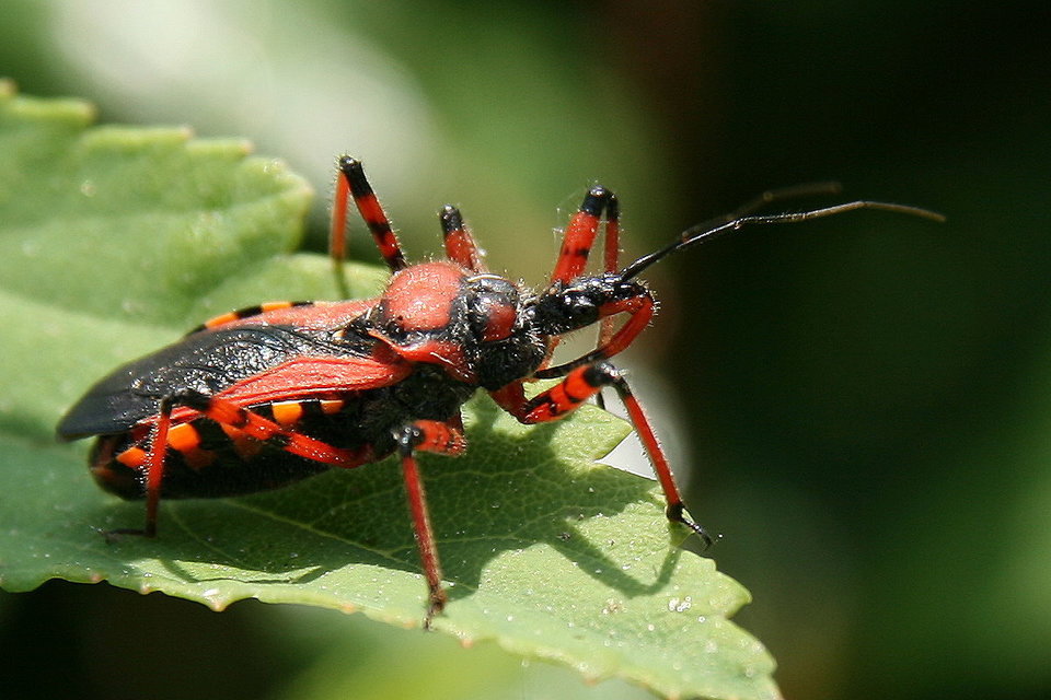 Rhynocoris iracundus - közönséges gyilkospoloska