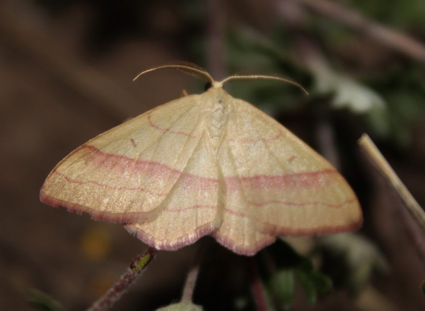 Rhodostrophia vibicaria - pirosszélű araszoló