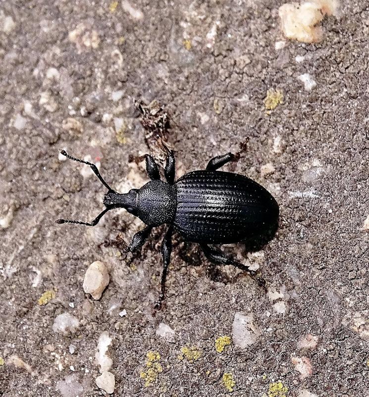 Otiorhynchus catenulatus - gyászos gyalogormányos