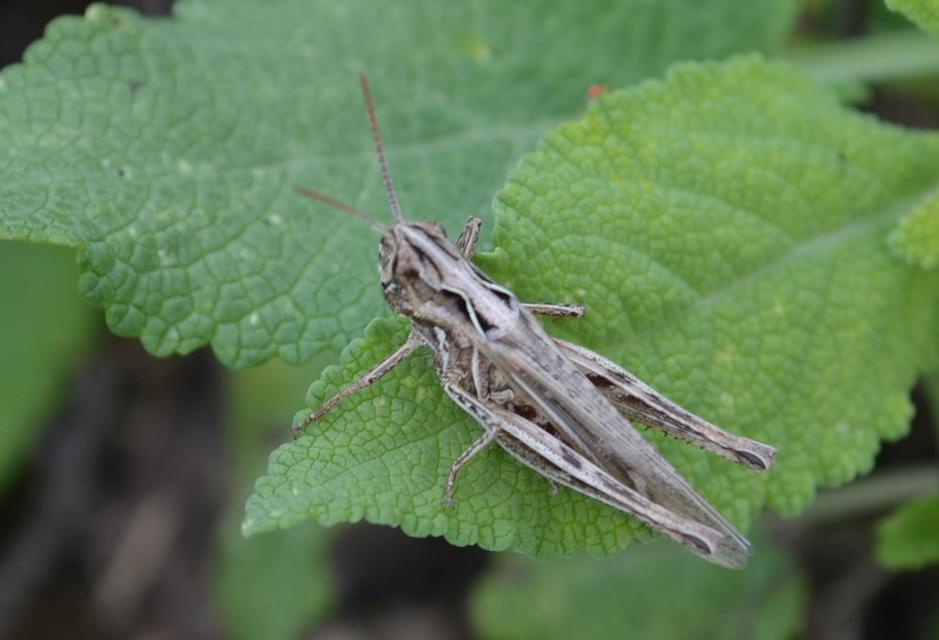 Omocestus haemorrhoidalis - barna tarlósáska