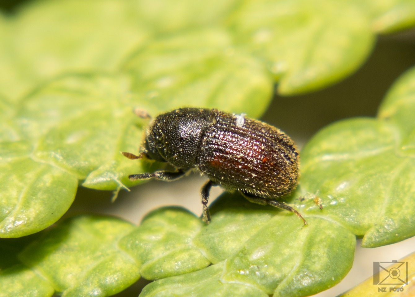 Phloeosinus thujae - tujaszú